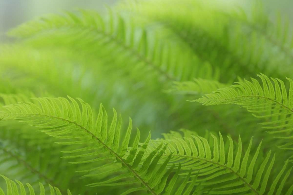 USA, Washington, Seabeck Close-up of sword fern